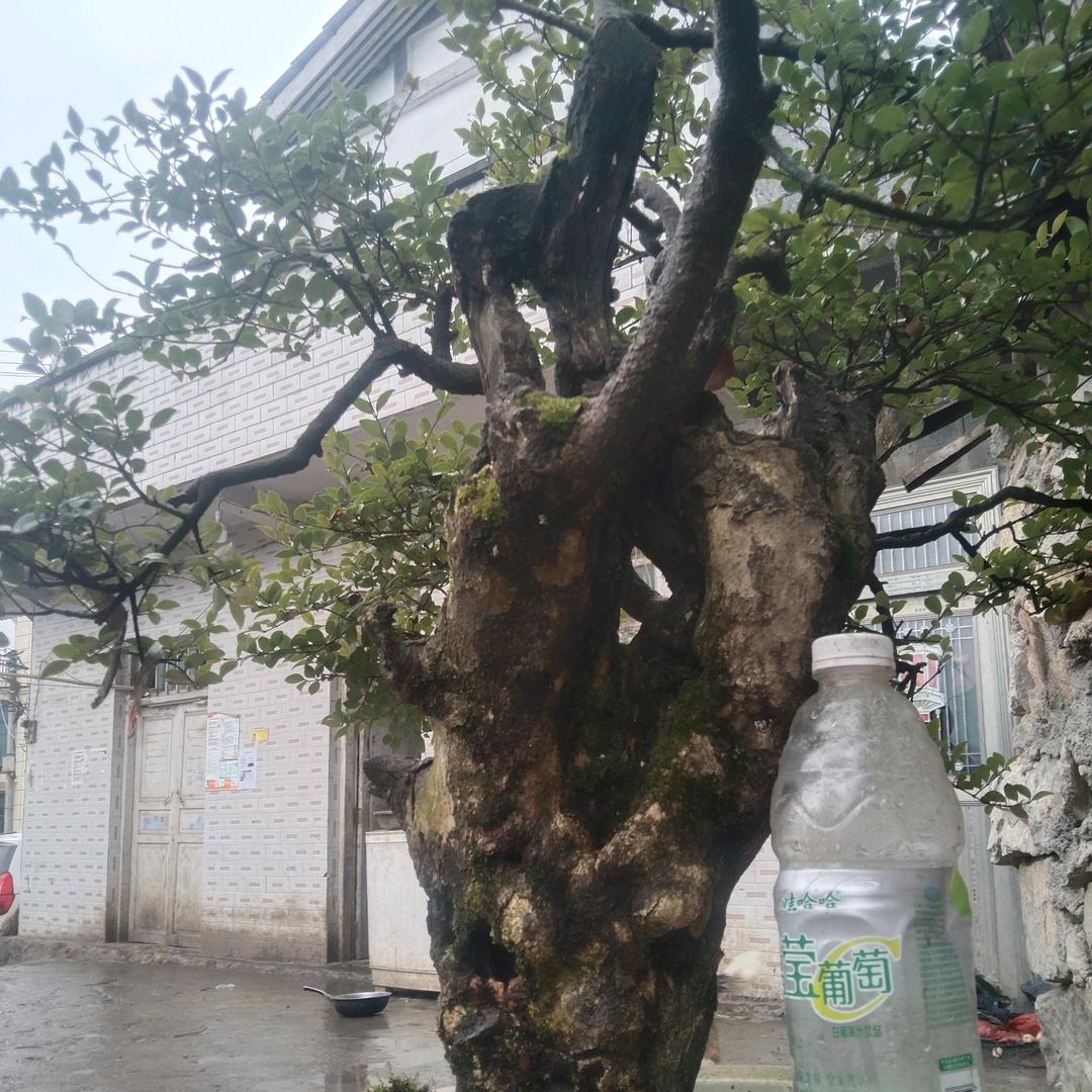 苗岭盆景园