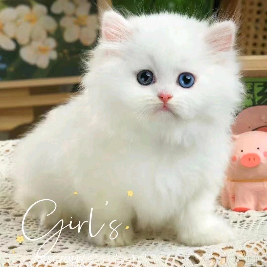 向阳花头像