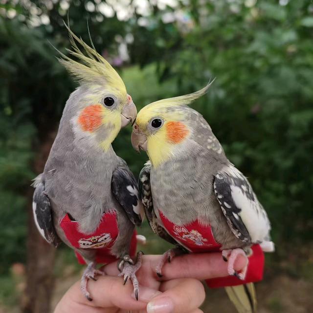 初四是男孩