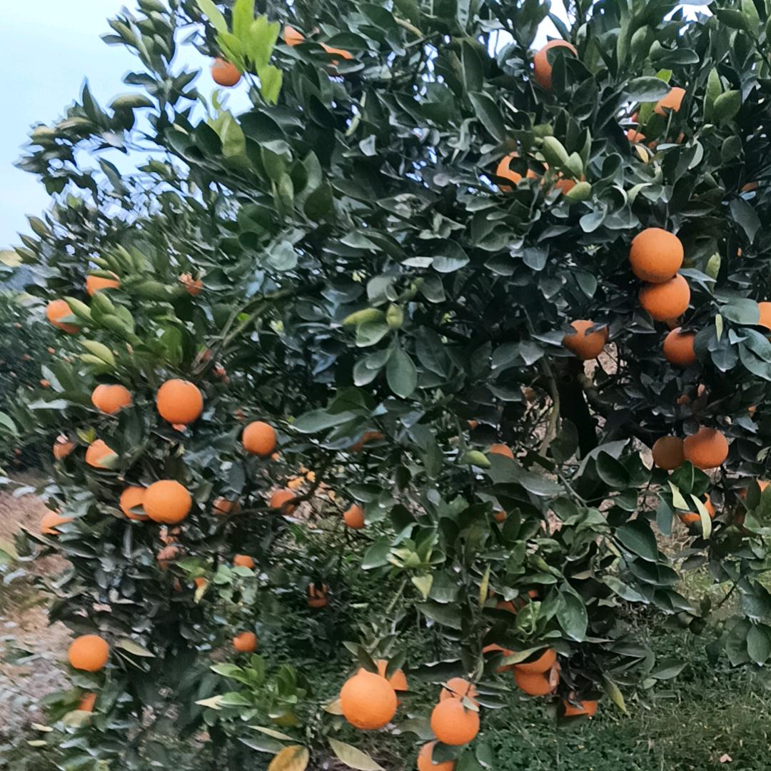 兰兰莉莉