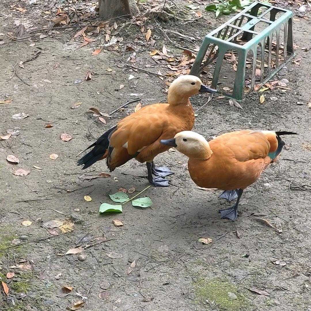 💖ღ余生᭄爱ღ自己᭄ꦿ꯭💖