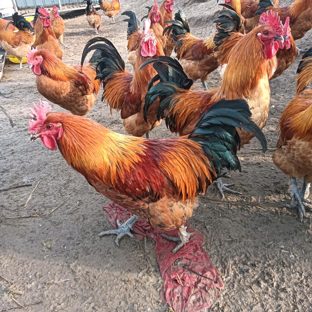 老唐的正宗散养草公鸡