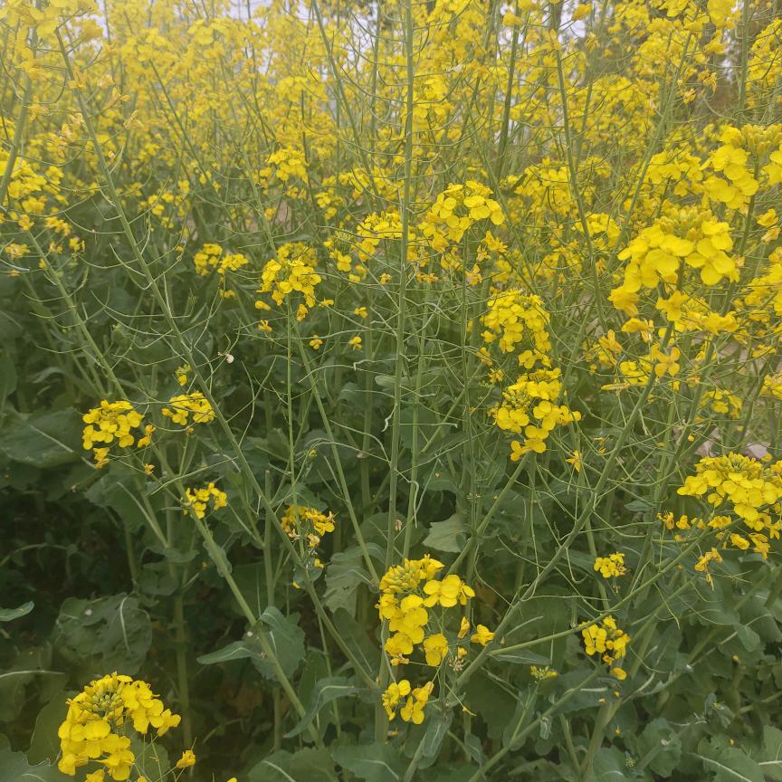 夏天的彩虹