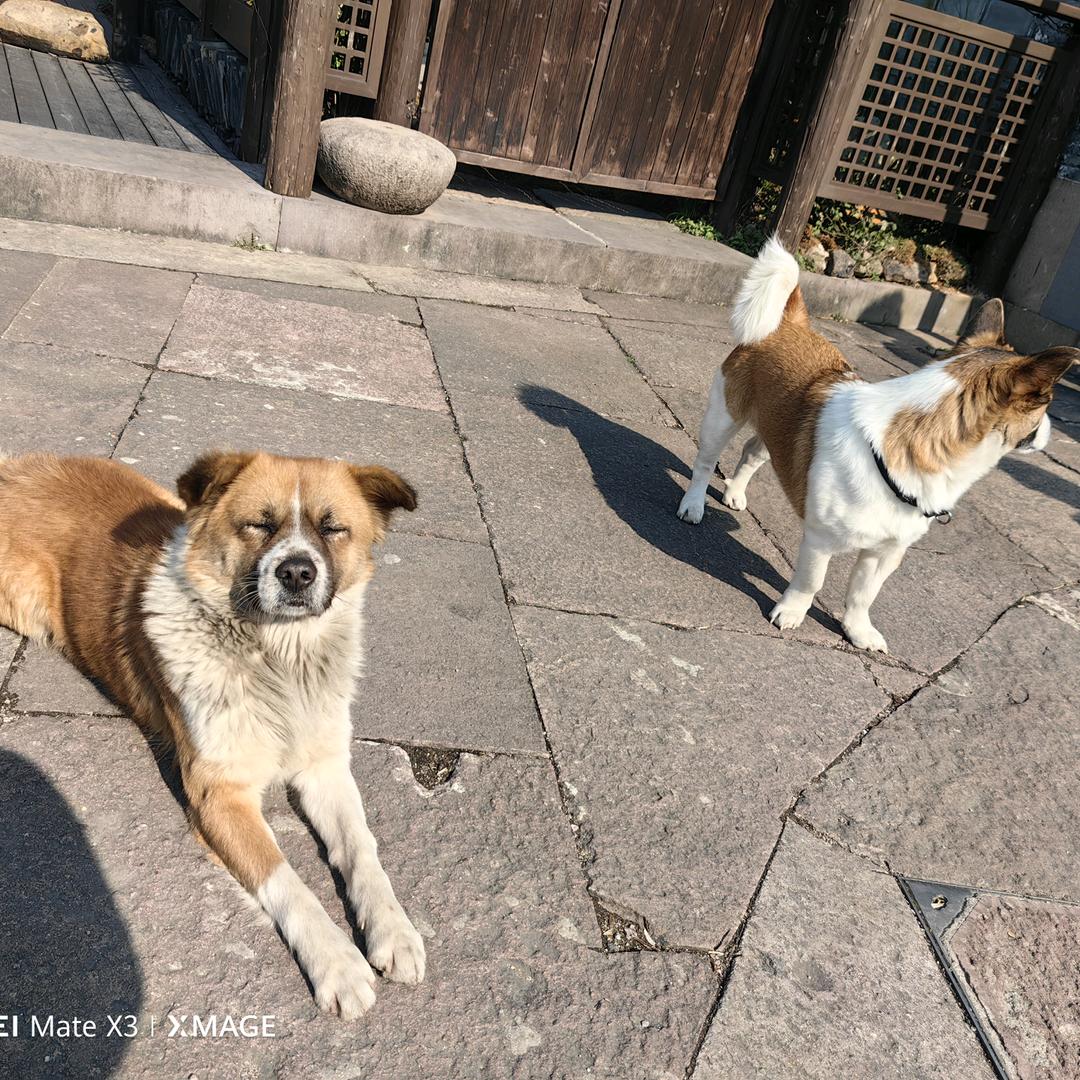 军令状
