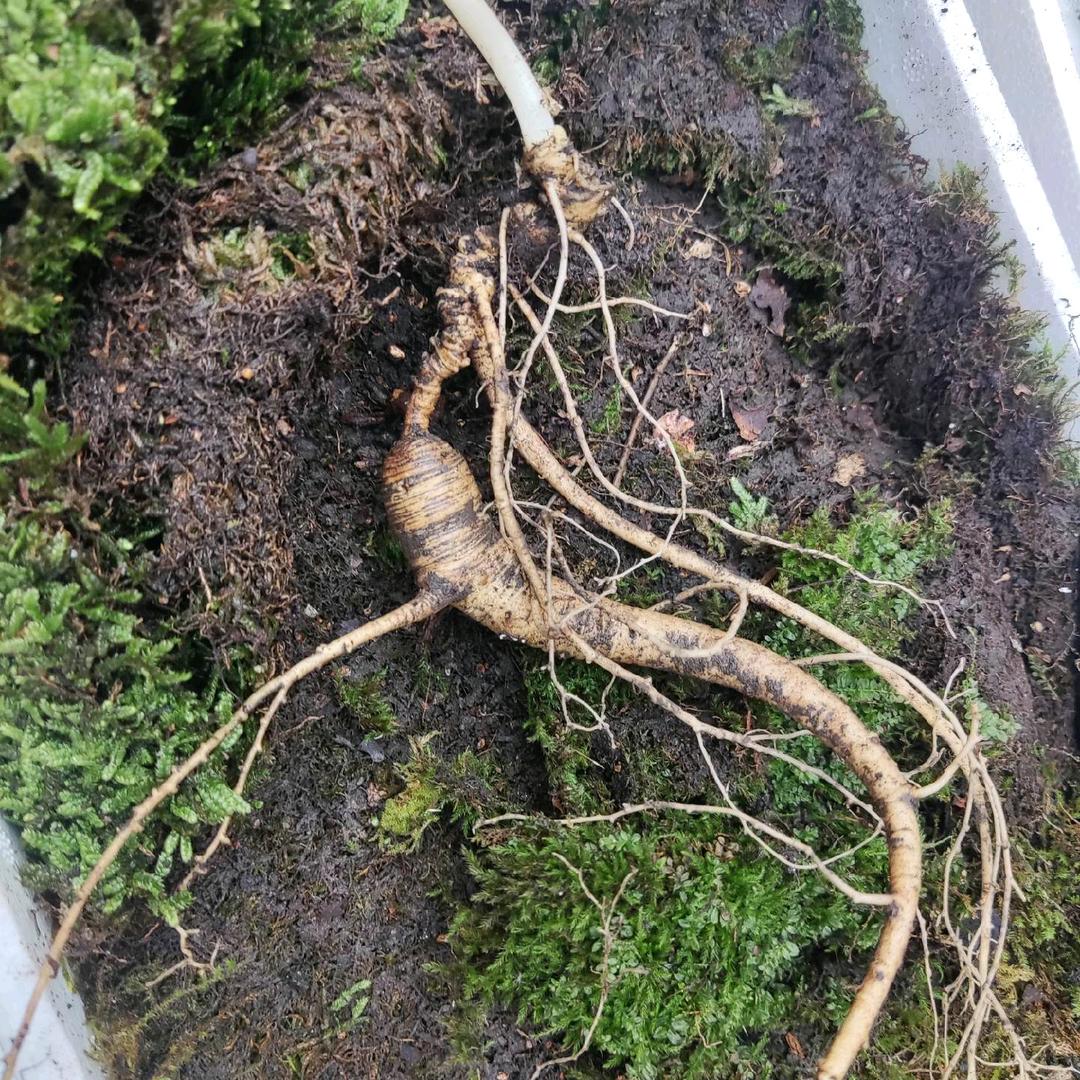笑看人生