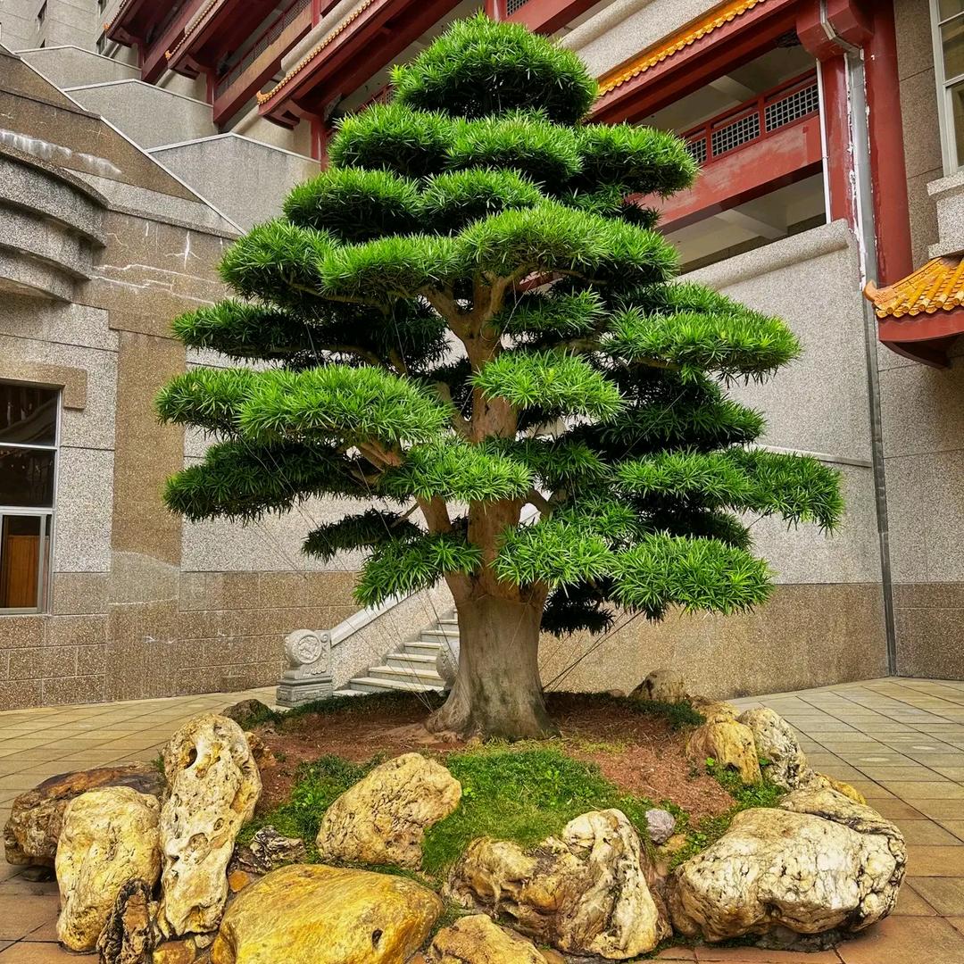 花轩裕盆景经营部