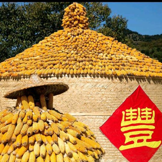 禾满仓