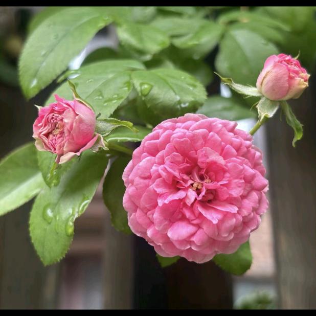 雨中花