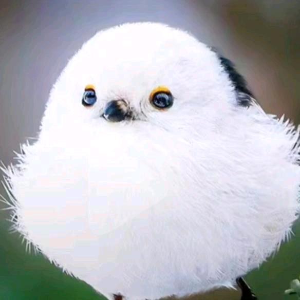 呆萌