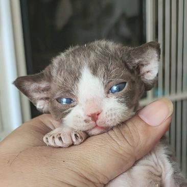 营口沐恩德文卷毛猫