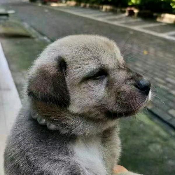 我的白丶小白