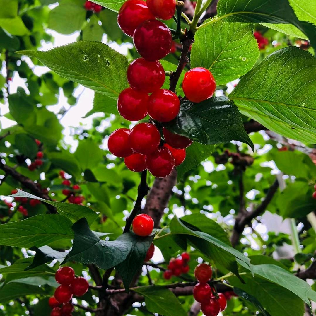 国泰民安喜欢听歌