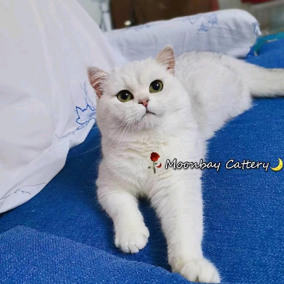 Moonbay🌙月亮湾猫舍