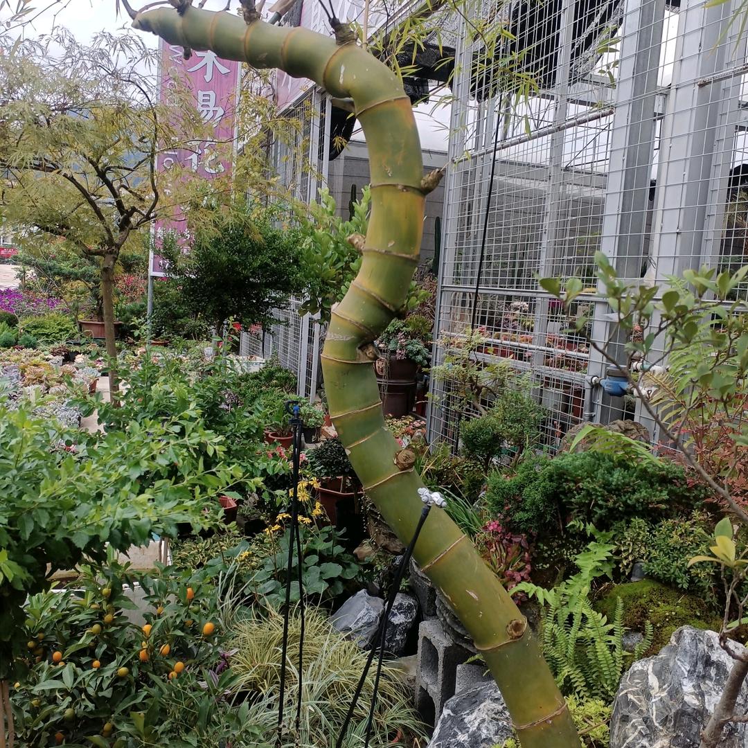老吴、
