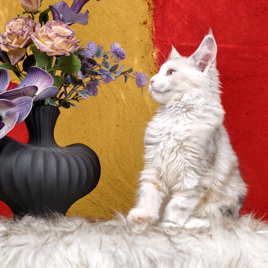 天津海垚精品缅因猫