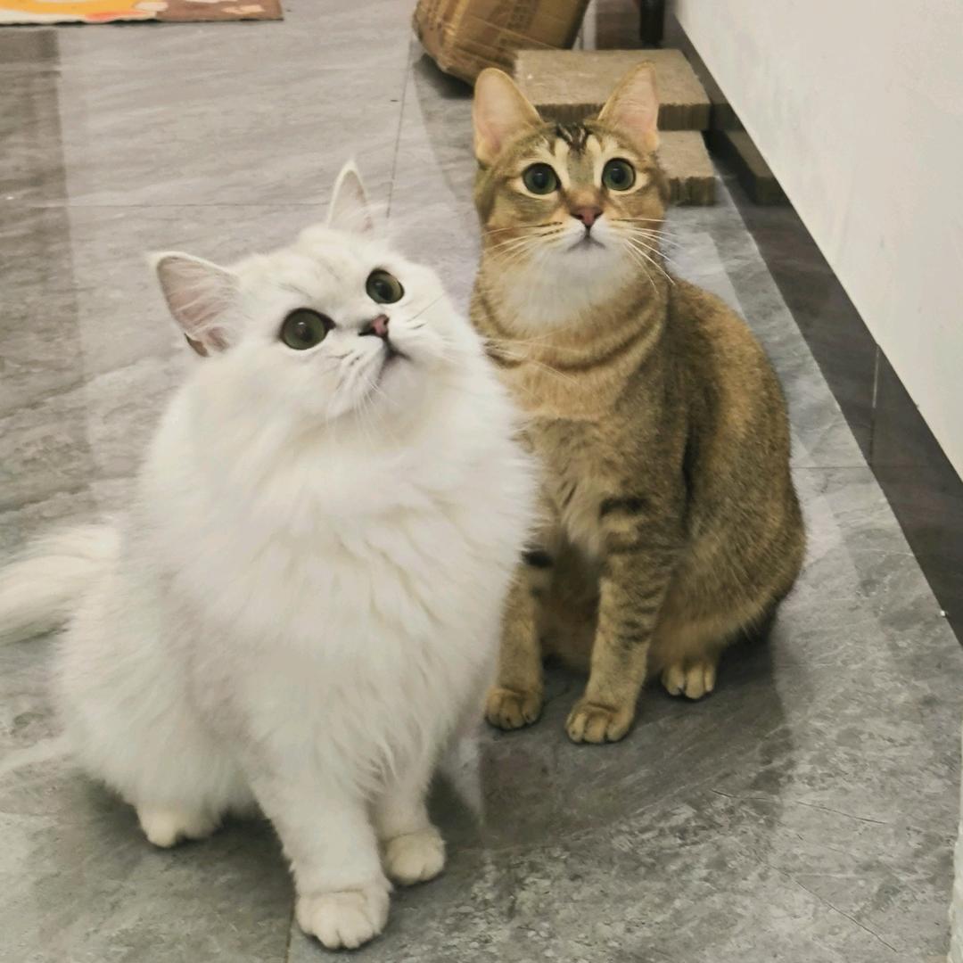 如意茶茶猫