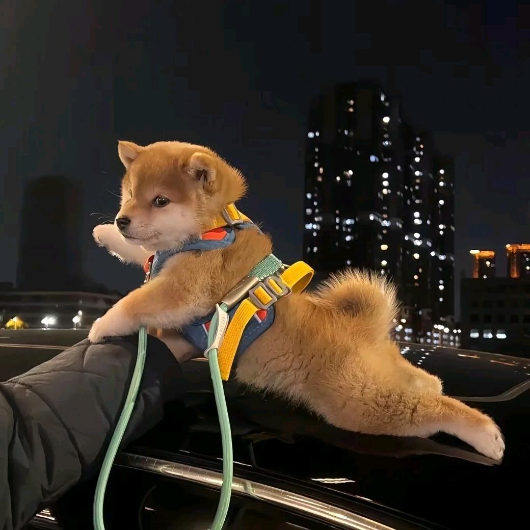 阿坚