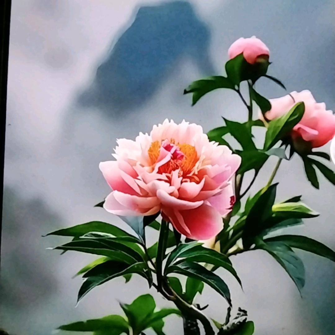 九亿少女的衣橱