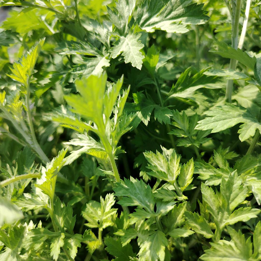 优质艾草苗培育种植基地