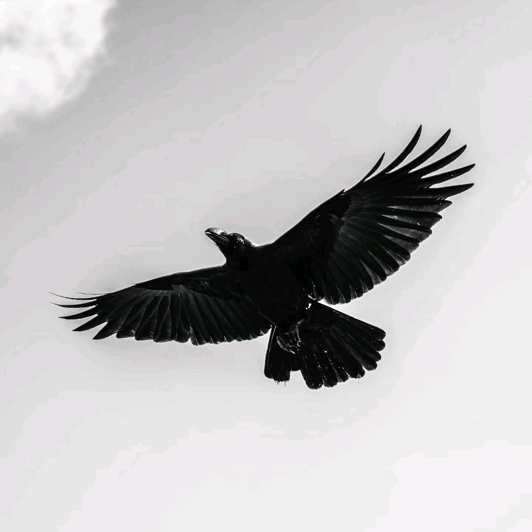雾眠