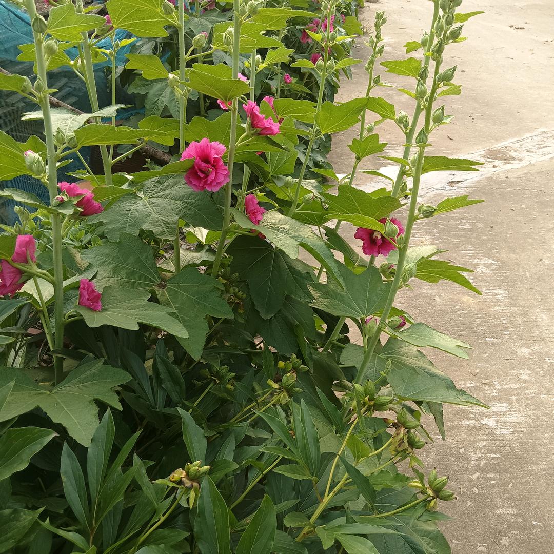 均，🍀🌹🌺🌴