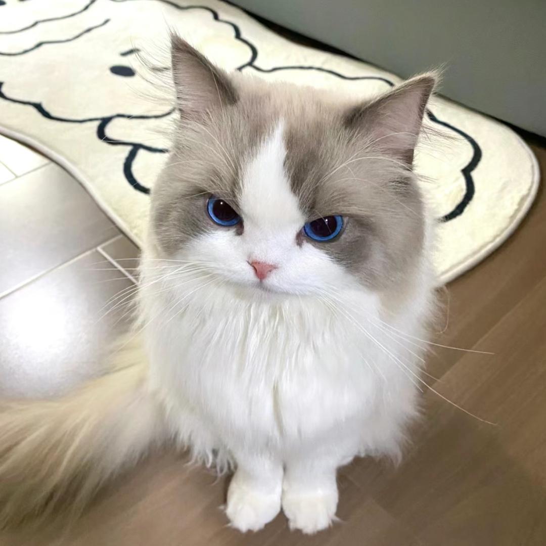 吉吉.