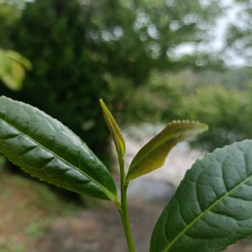 杀阡陌215
