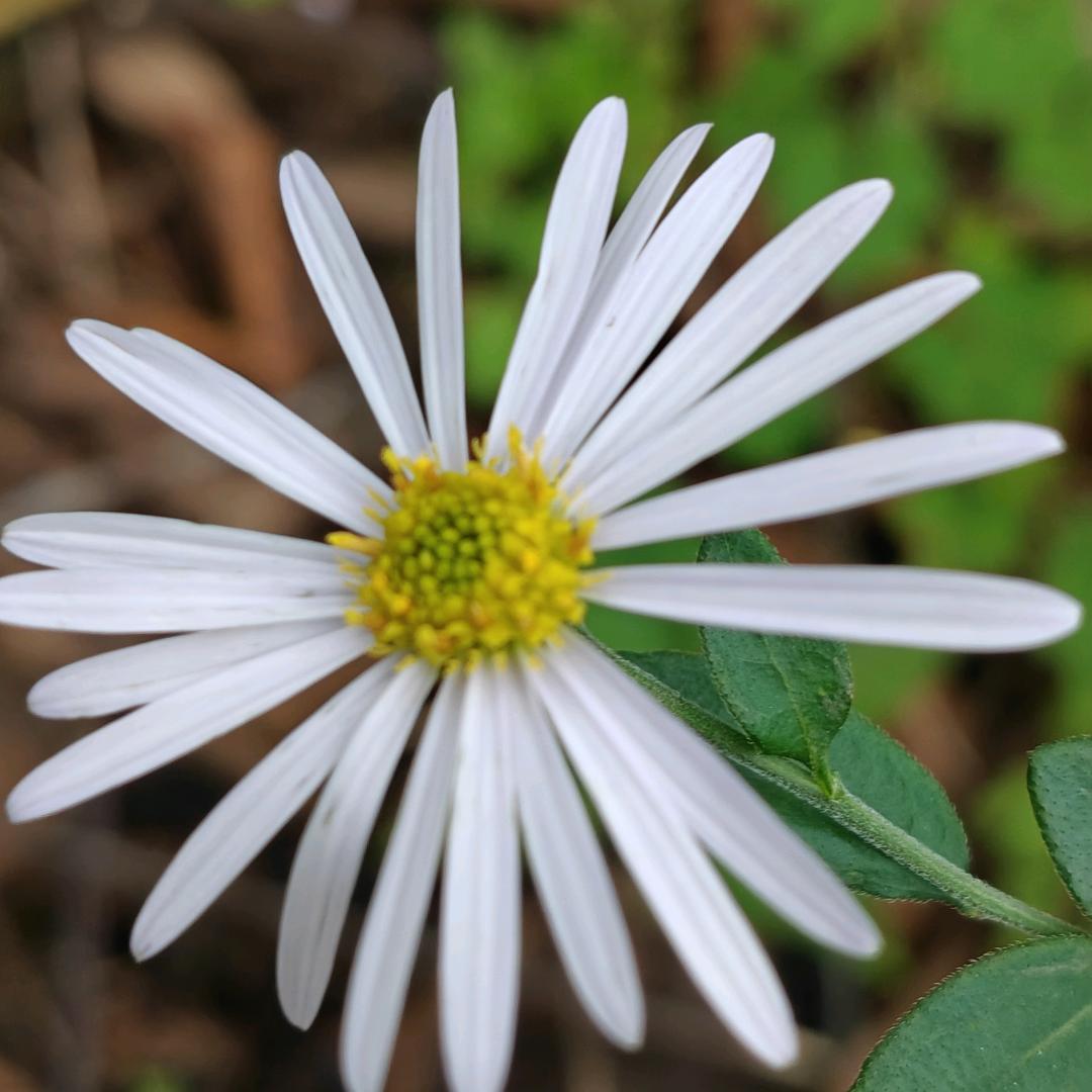 AAA