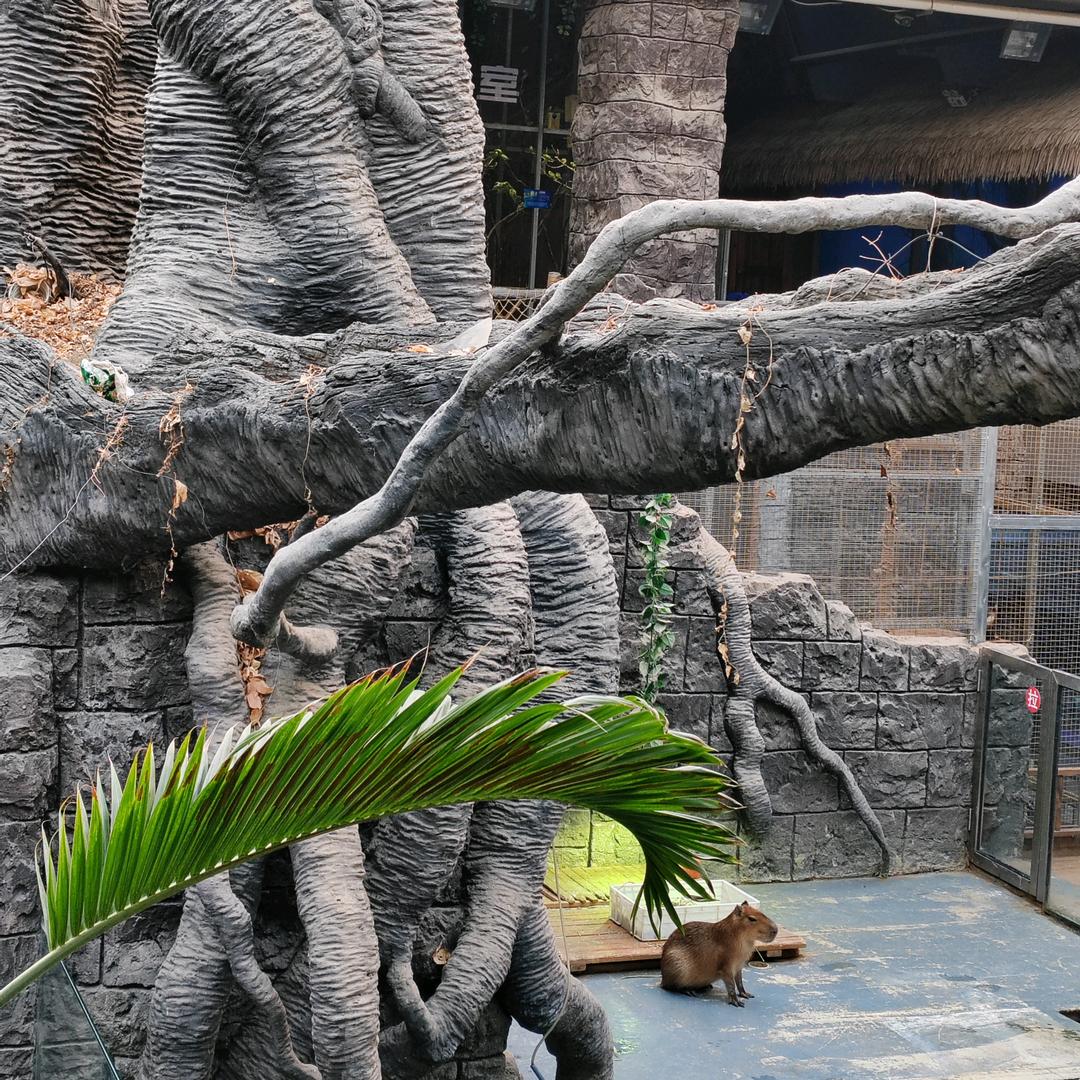 阿波次得鹅佛哥喝一鸡客了摸呢