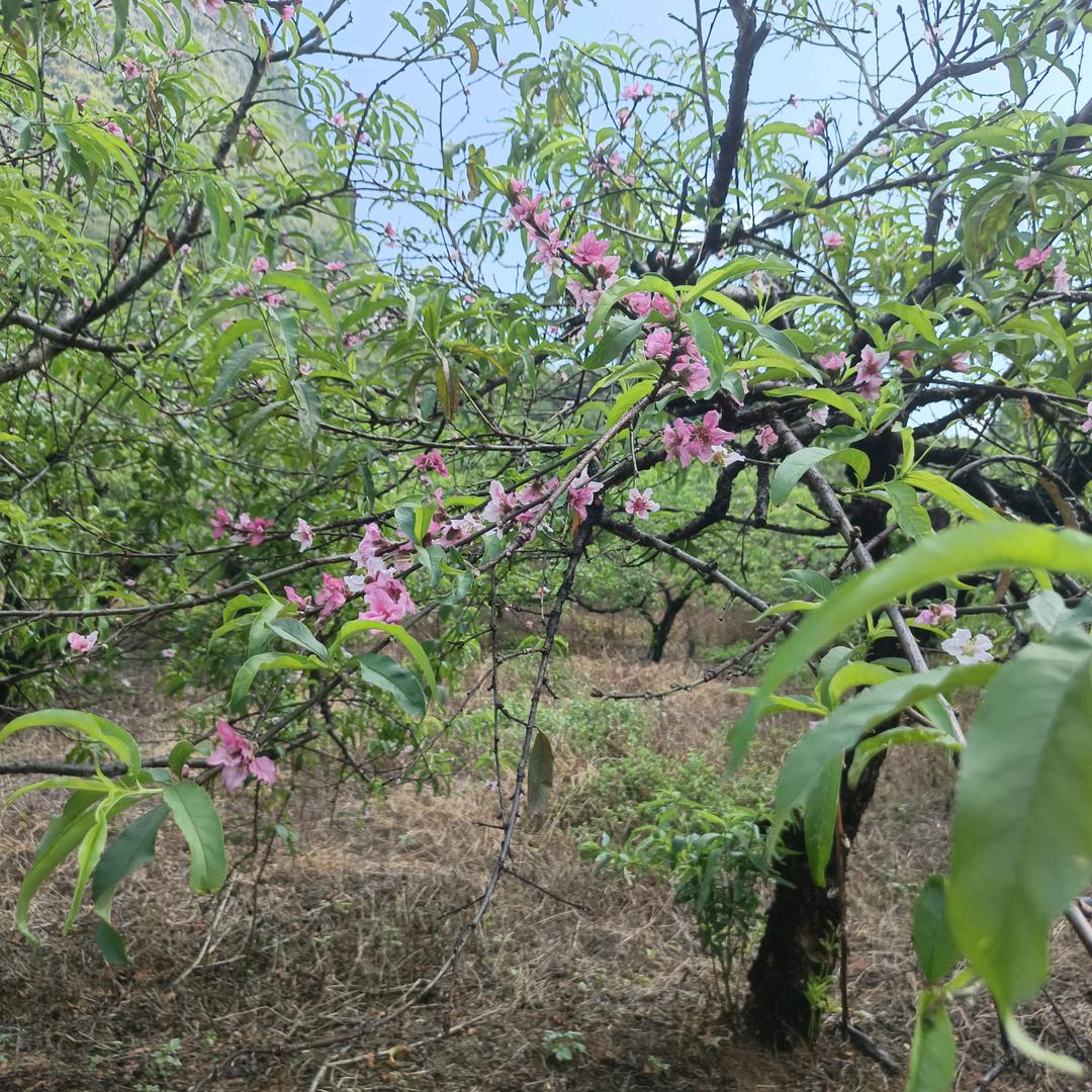 巜鸿运升级》1989