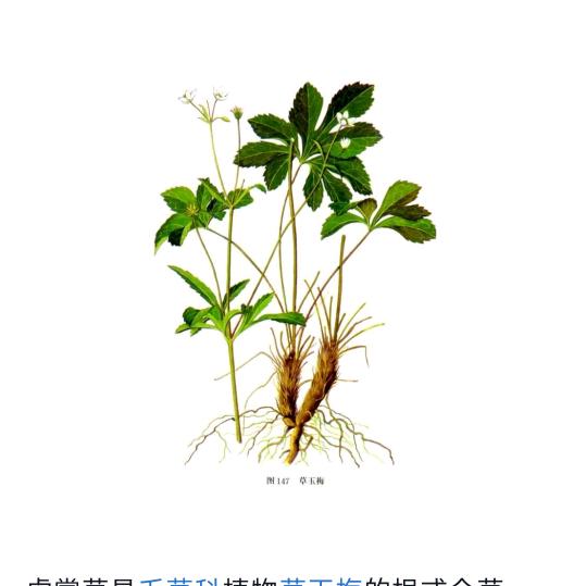 永不忘记(任姐)