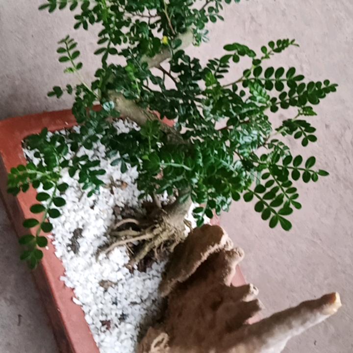 云辉