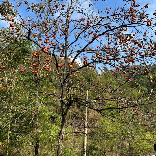 一生的承诺，520