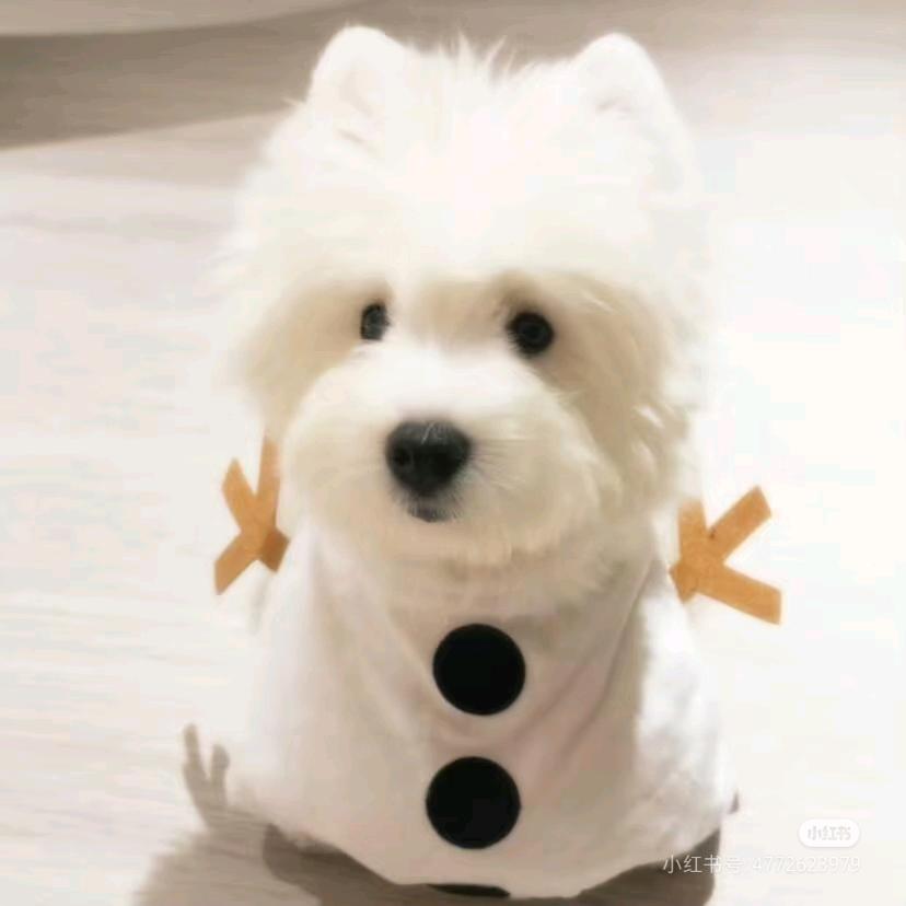 春树樱良
