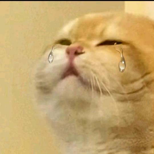 中辣小猫咪