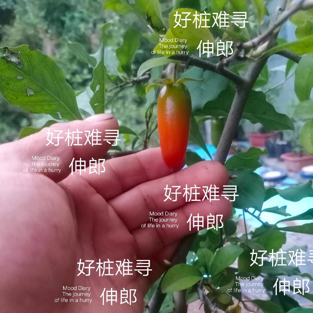 天台老鸭扦插