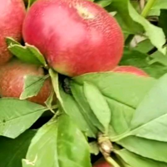 森果云果业联盟