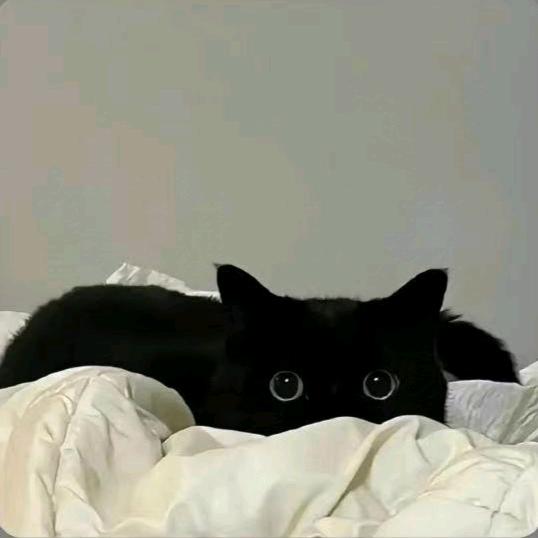 叽里咕噜别叫了