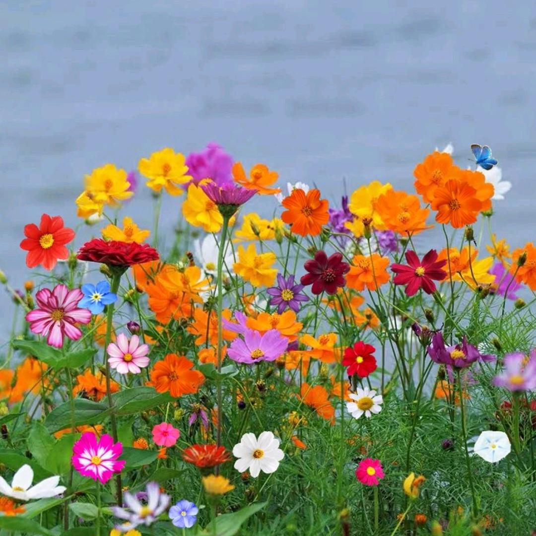 江苏小院园林绿化