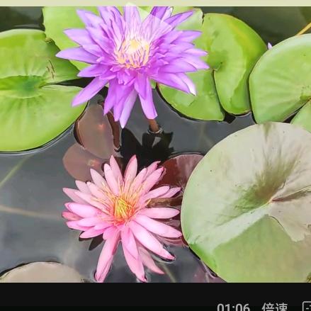 五朵金花