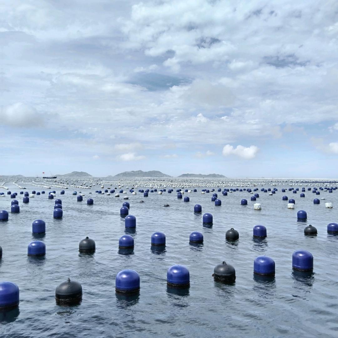 贻贝养殖（明亮）