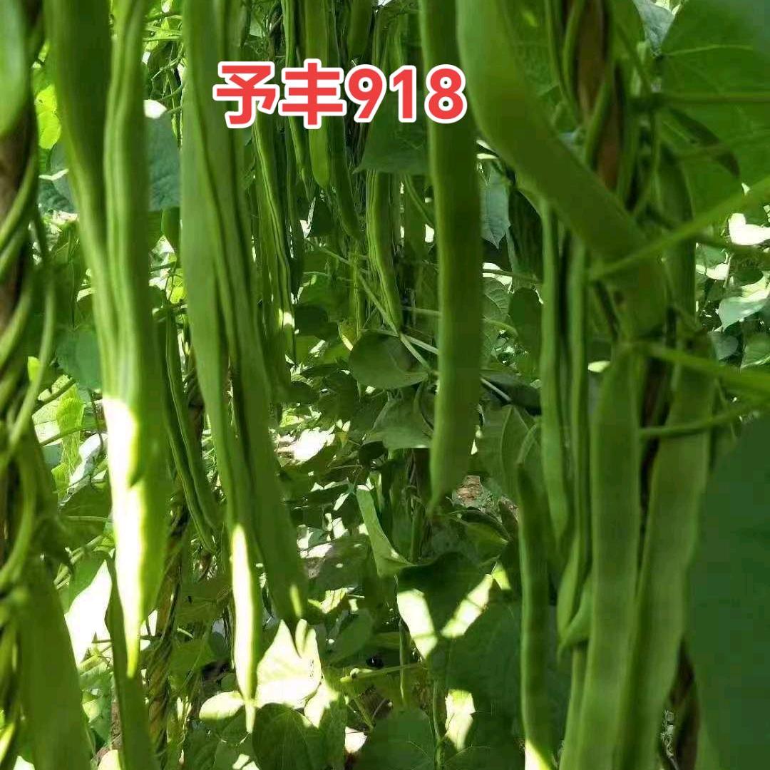 沽源二平（架豆代收）