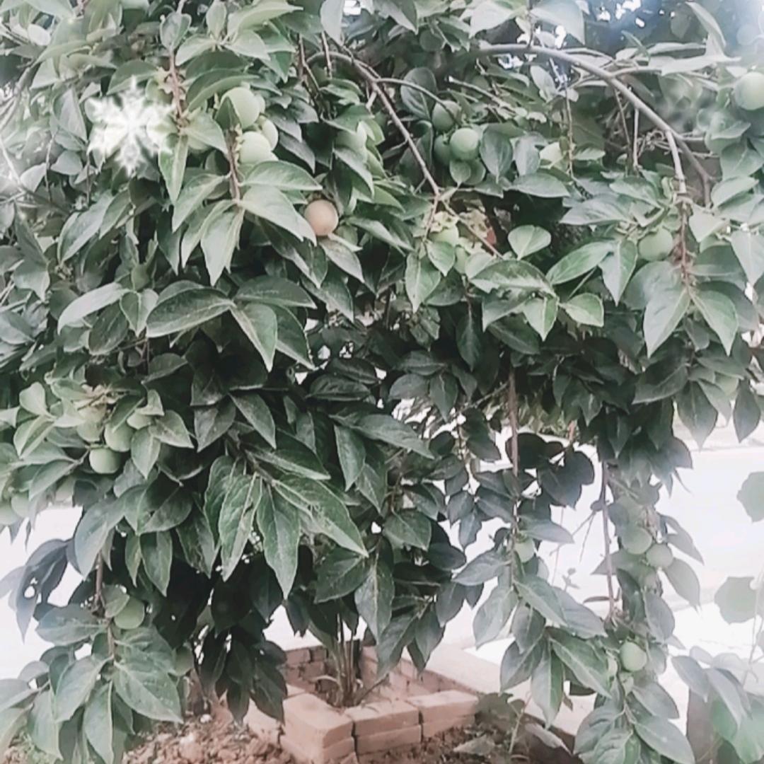 《修行的，鱼》