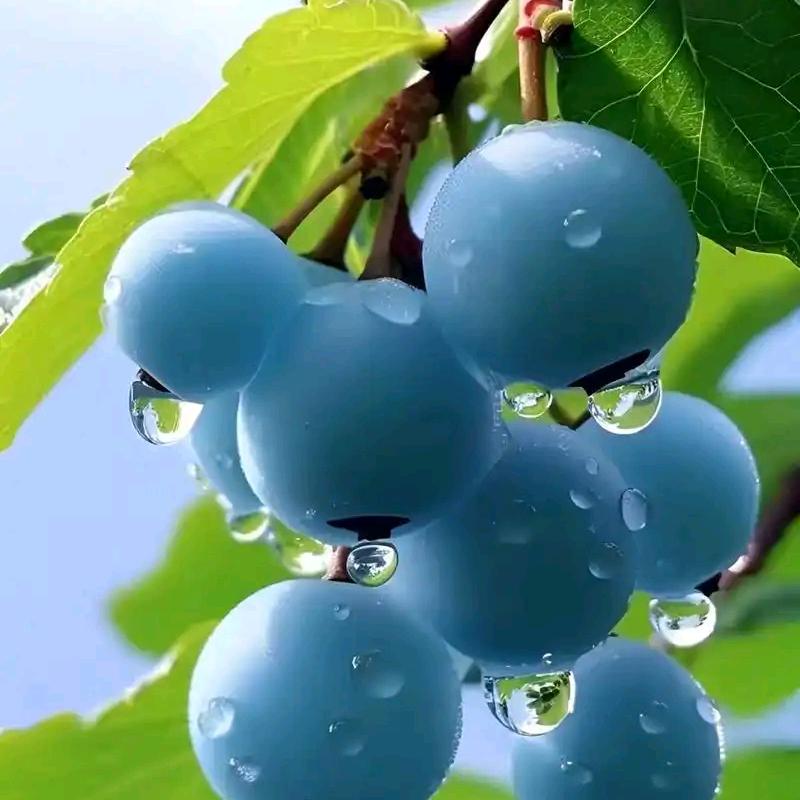雨哥