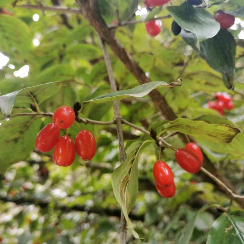 野生山茱萸精选