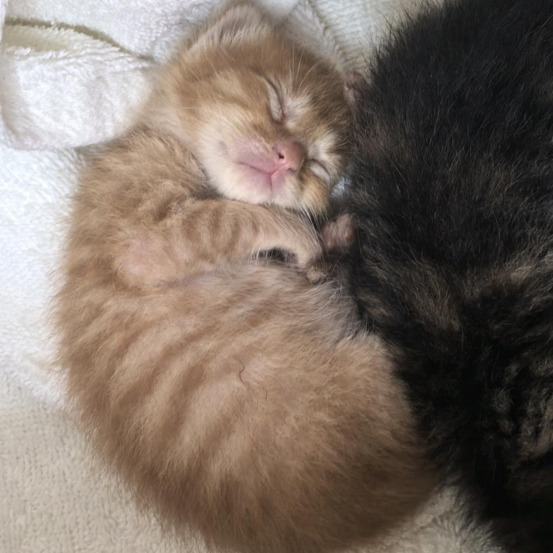 云朵先生的小八小九🐱