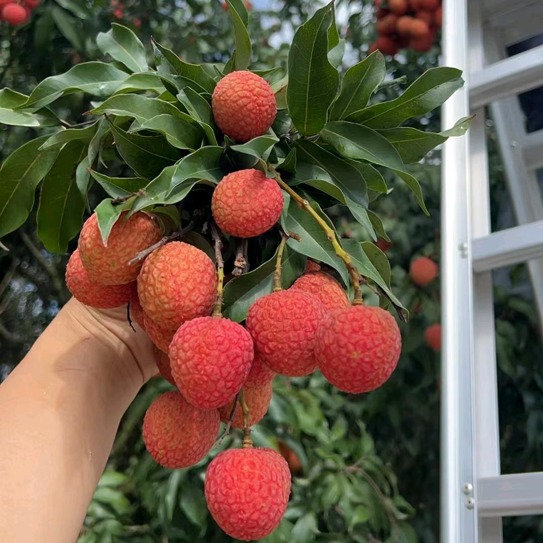 高州荔枝
