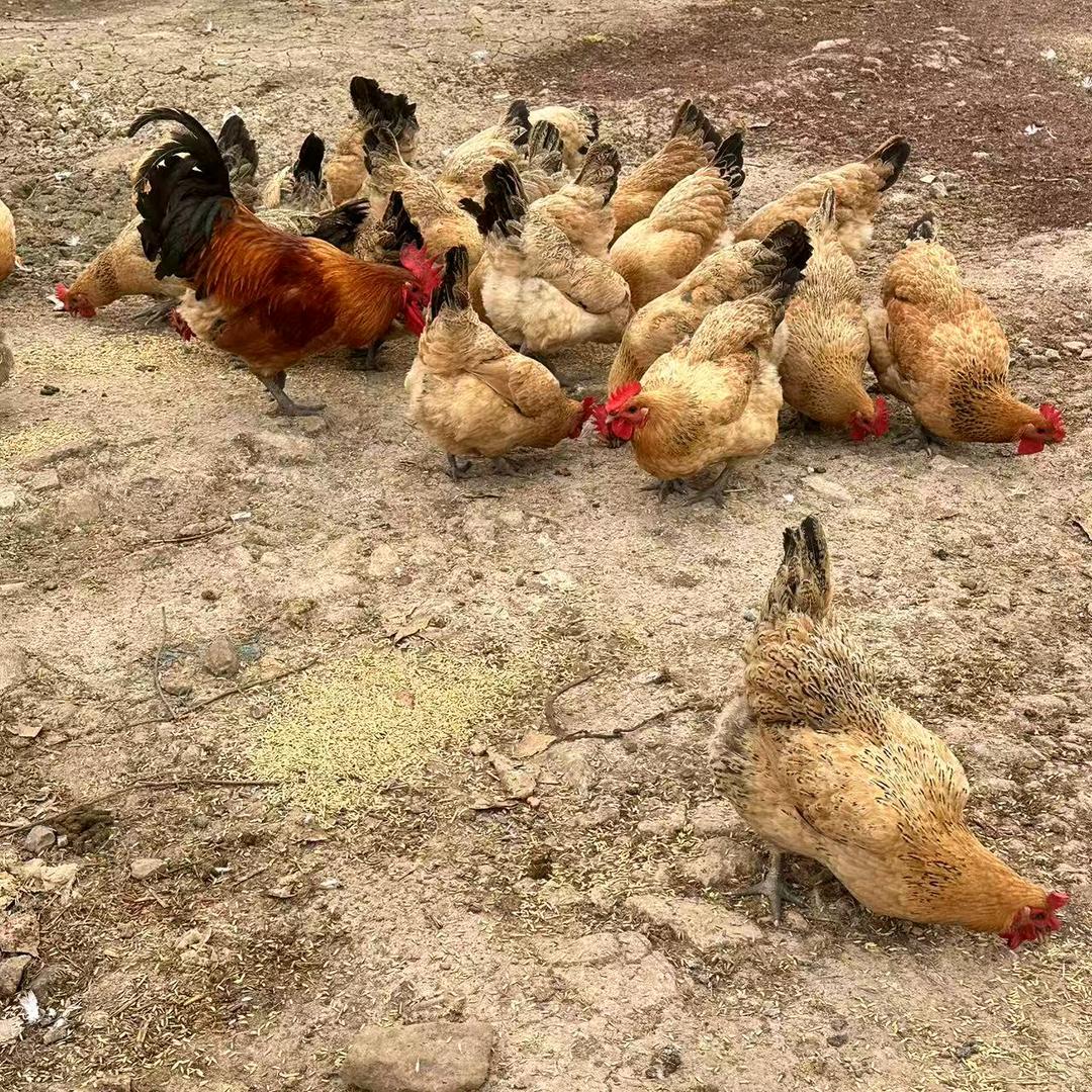 姚胖子农庄