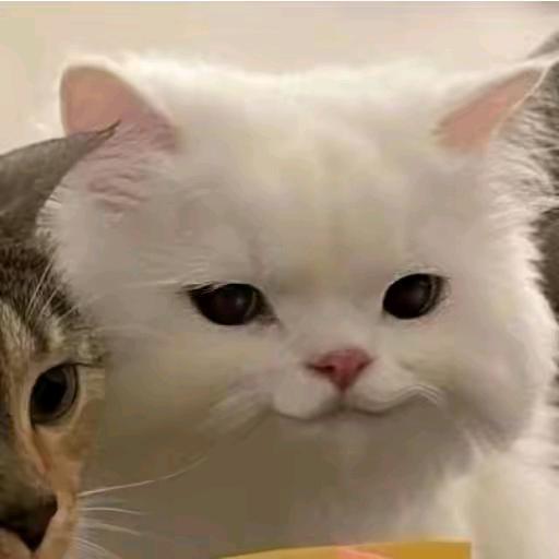 啦啦追剧