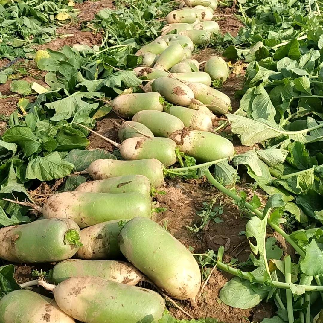 新鲜萝卜农家直发